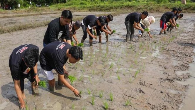 Milenial di Musi Rawas Sumsel ikut menanam padi
